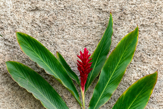 Alpinia purpurata, red ginger, ostrich plume or pink cone ginger