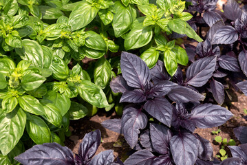 Green basil and purple basil