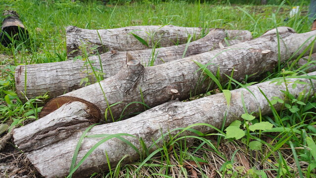 Old Tree Stum