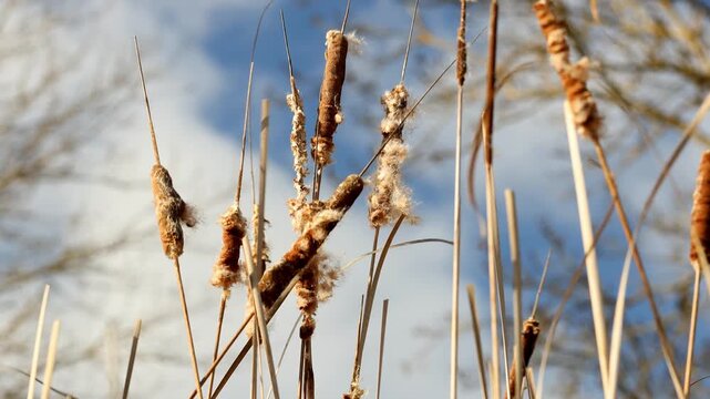 reed grass at a lake 4k 25fps video