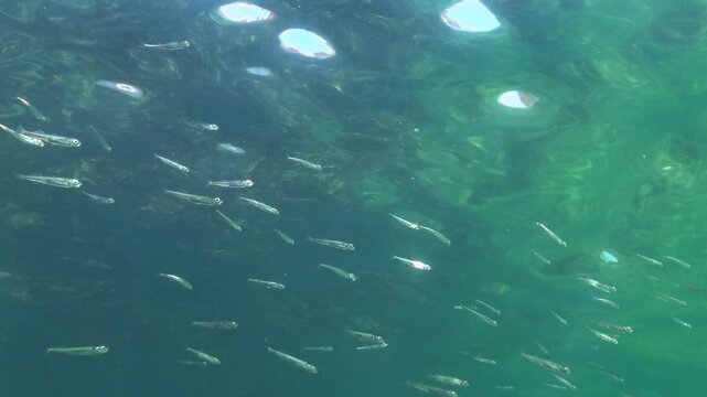 Small fish swimming in the water column; the planktivorous species Atherina pontica in the Black Sea.