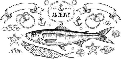 Vintage engraved anchovy fish emblem with nautical rope anchors shells starfish and fishing net maritime vector illustration © EdGe Creative