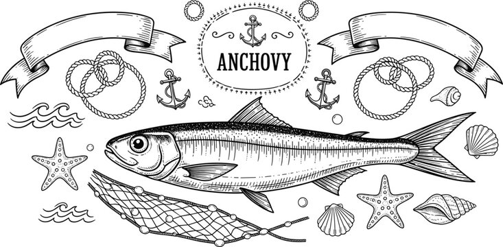 Vintage engraved anchovy fish emblem with nautical rope anchors shells starfish and fishing net maritime vector illustration