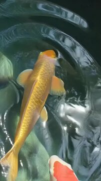 Colorful Koi Fish Swimming Together.