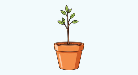 Obraz premium A small Arbor plant grows in a pot on a sunny Day