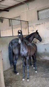 Black Marwari Foal with Unique Inward-Curving Ears Standing with Mare in Stable