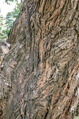 Cracked trunk surface reveals dense organic fibers and grooves. Close bark study capturing aged woodland texture and relief. Rustic woody detail with fissured natural layers and depth.