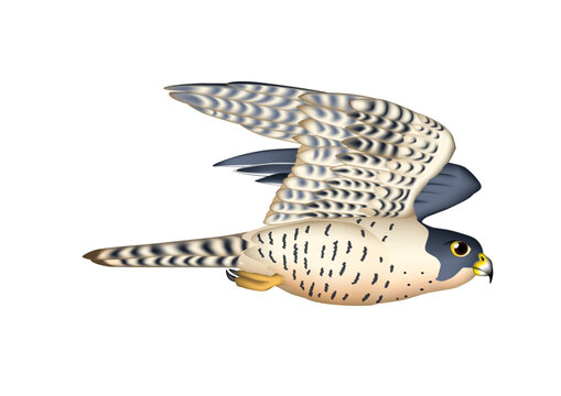 ハヤブサ　イラスト　飛行　ベクター