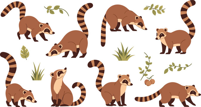 Coati Vector Illustration Set Featuring Cute Tropical Raccoon Relatives with Long Ringed Tails in Different Walking and Sitting Poses for Wildlife Graphics.