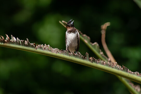 Bronze mannikin calling from palm frond in iSimangaliso Wetland Park, South Africa