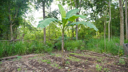 Banana Trees Growing In Tropical Landscape © Berlin