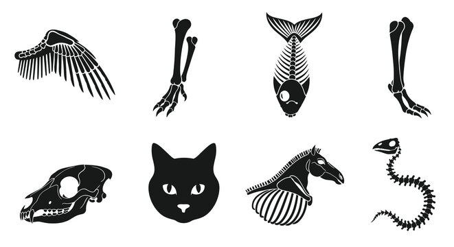 Black and White Skeleton Anatomy Vector Graphics: Bird Wing, Cat, Horse, Fish, Snake, Dog Skull