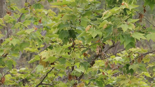 Western Sycamore, Platanus Racemosa, a stately native monoecious perennial tree displaying simple alternate palmately lobed petiolate leaves during Spring in Coastal Los Angeles County.