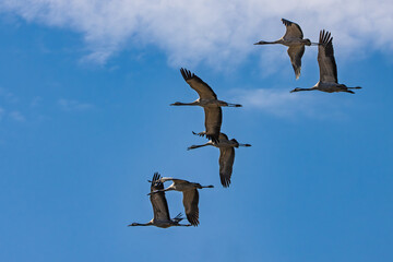 Fototapeta premium Kraniche