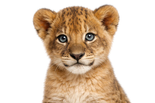 Close-up portrait of an adorable baby lion cub with striking blue eyes, looking directly at the camera on a clean white background, perfect for wildlife and animal themes