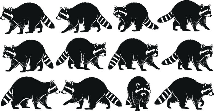 Black Raccoon Silhouette Collection Featuring North American Procyon Lotor in Various Walking Poses Isolated on White Background for Wildlife Nature and Urban Animal Design