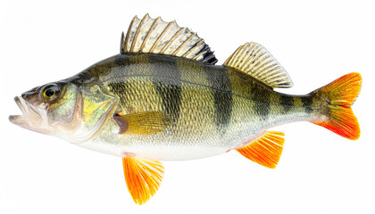 European, common redfin (Perca fluviatilis) big-scaled redfin, English, river perch, white background. AI