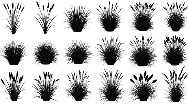 Black silhouette collection of aquatic bulrush and cattail water plants in various cluster shapes and sizes isolated on a clean white background for design.