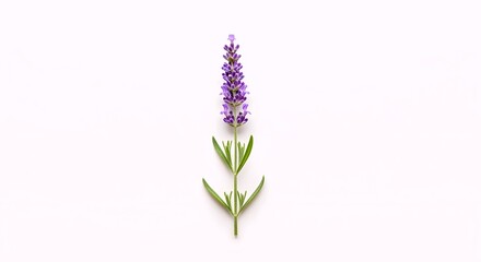 Obraz premium A single stalk of lavender with green leaves stands tall against a clean white background.