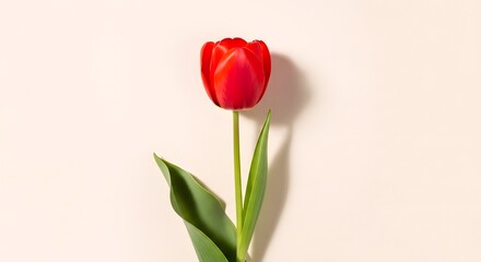 Fototapeta premium A single vibrant red tulip stands tall against a soft, neutral background, its green stem and leaves providing a natural contrast.