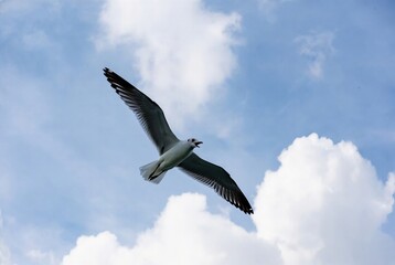 Fototapeta premium Low Angle View of a Seagull Soaring Through a Bright Blue Sky with White Clouds.
