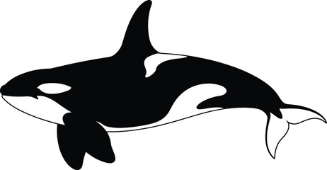 Killer whale orca silhouette with white markings swimming side view isolated on white background vector illustration for marine life nature wildlife decoration or ocean logo design © NR