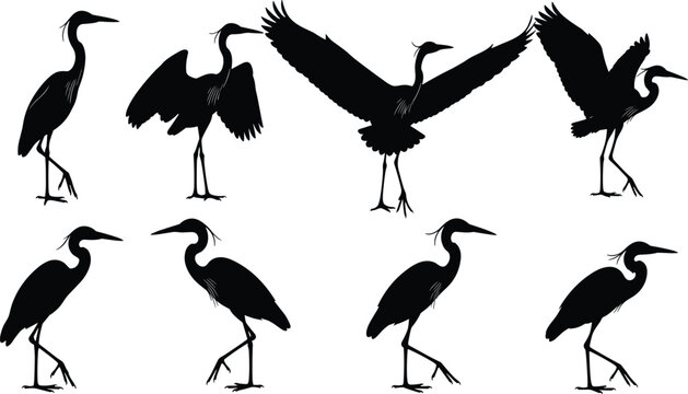 Black heron silhouette set with wild cranes and egrets in various flying standing and wading poses isolated on white background for coastal nature vector design