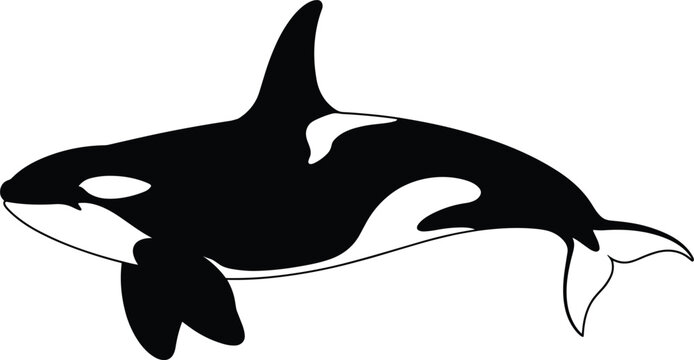 Killer whale orca silhouette with white markings swimming side view isolated on white background vector illustration for marine life nature wildlife decoration or ocean logo design