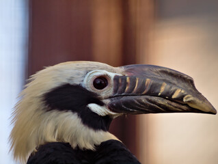 hornbill color © Przemyslaw Klimczak