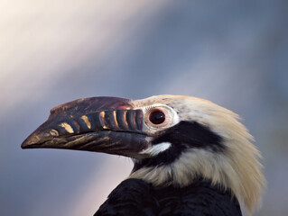 hornbill blue © Przemyslaw Klimczak