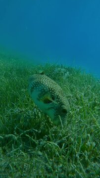 Vertical video, Pufferfish foraging in dense thickets of Noodle seagrass, Slow motion of Broadbarred Toadfish puffer, Arothron hispidus on Round Leaf Sea Grass, Syringodium isoetifolium