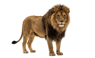 lion isolated on white © Hachi