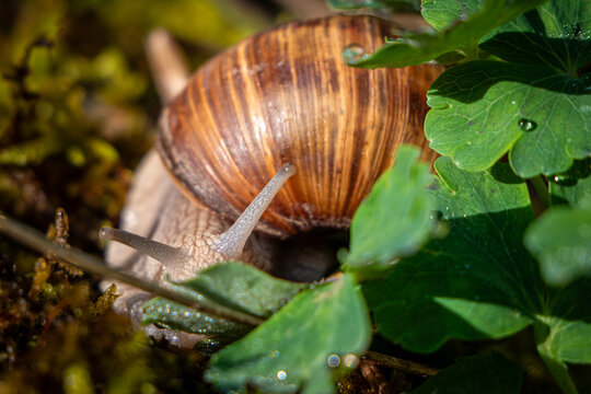 Un escargot se cache