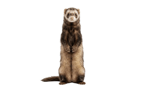 ferret on white background