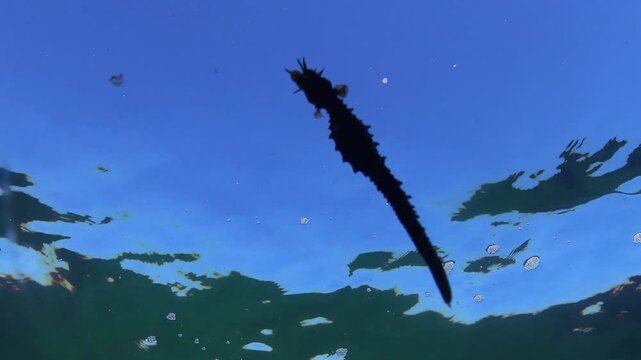 Long-snouted seahorse Hippocampus hippocampus in the water column against the water surface in the Black Sea.