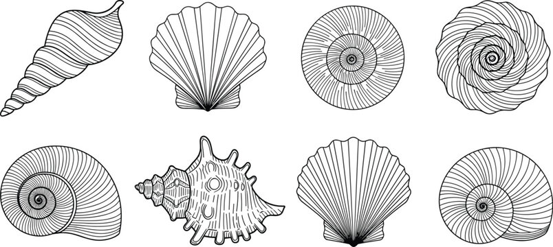 Detailed sea shell outline vector set with various seashell shapes and marine snail textures for beach summer theme coloring book