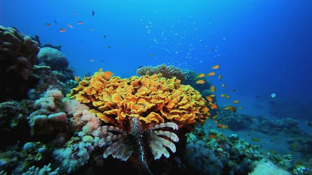 Marine Coral Garden Lion-Fish. Colourful tropical coral reef. Tropical colourful underwater seascape. Underwater world life. Underwater fish reef marine.
