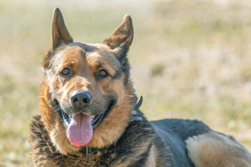 Pies. © Janusz Lipiński