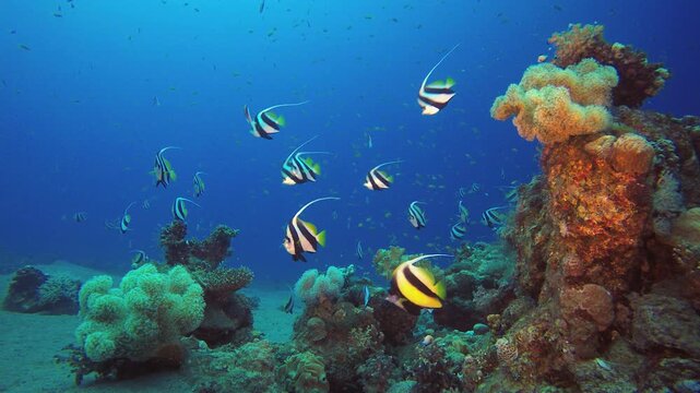 Tropical Colourful Underwater Seascape. Underwater tropical colourful soft-hard corals seascape. Underwater fish reef marine. Tropical colourful underwater seascape. 
