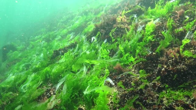 Green algae Enteromorpha or Ulva lactuca sway in the water current in the Black Sea