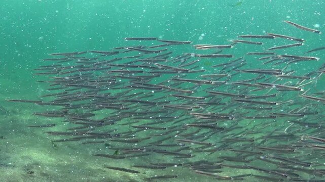 Large school of small fish, Mediterranean sand eel - Gymnammodytes cicerelus,  that can hide in the sand, Black Sea.