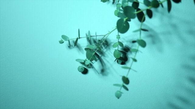 Eucalyptus plant leaves border design. Fresh Eucalyptus close up, on green background. Essential oil, aromatherapy. Medical plant. Aromatherapy. Top view. Flat lay, slow motion