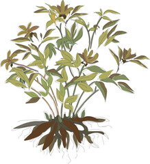 Naklejka premium Yellowed peony bush with fruits and rhizome isolated on white background