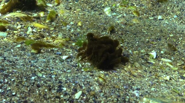 Epiphytic algae in the form of small balls on green algae Enteromorpha sway on the seafloor during a storm in the Black Sea.
