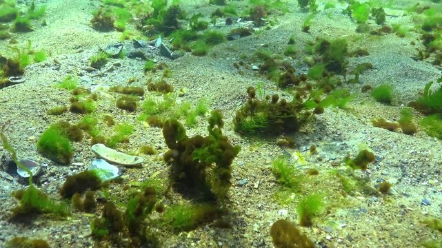 Epiphytic algae in the form of small balls on green algae Enteromorpha sway on the seafloor during a storm in the Black Sea.