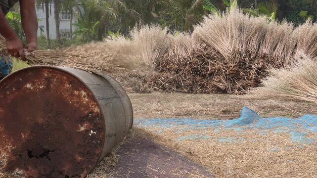 Farmer Threshing Straw in Village