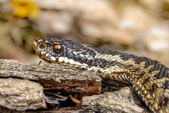 European adder (Vipera berus) basking on log in natural woodland habitat, close wildlife portrait