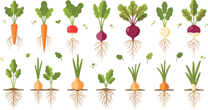 Vector set of root vegetables with green leaves and visible root systems including carrots, radishes, onions and beets for gardening and organic farming concepts.