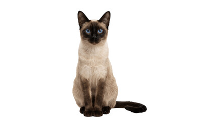 siamese cat isolated on white © Daniel