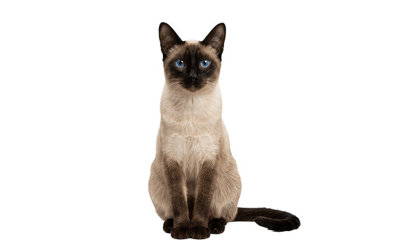 siamese cat isolated on white